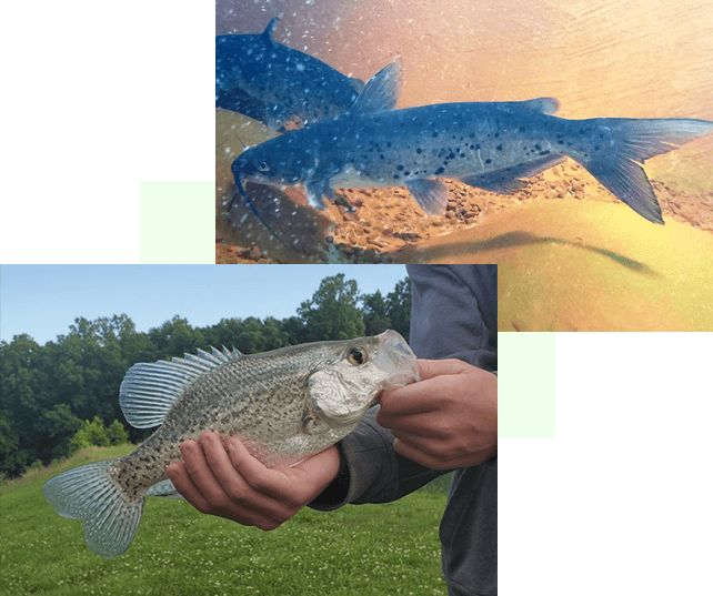 A man holding a fish in his hand.