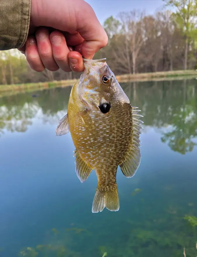 A person holding onto a fish in the water