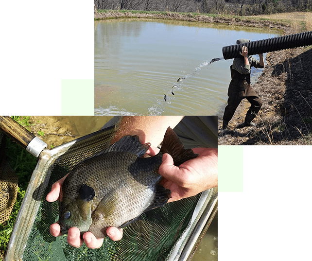 A person holding fish in front of water.