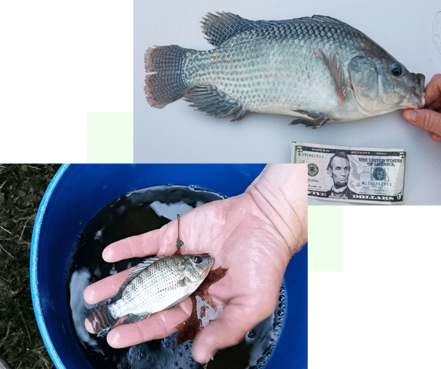 A fish in the hand and a dollar bill